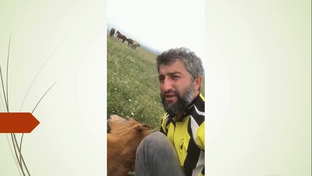 Табун отдыхает на травке. смотреть онлайн