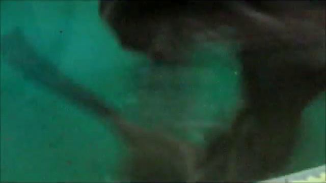 Обезьянки очковые,гиббон,браза 06.11.17г. смотреть онлайн