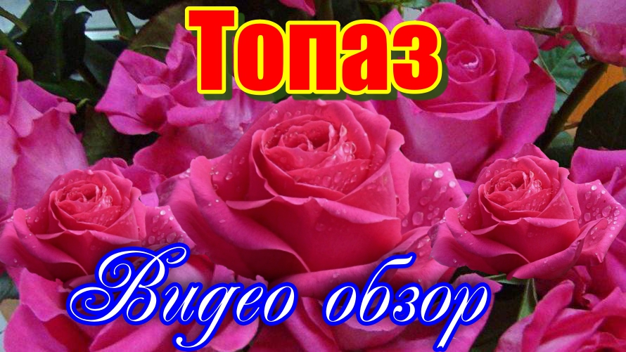 Обзор розы Топаз - (Чайно гибридная) Topaz (Rosen-Tantau Германия, 2000)