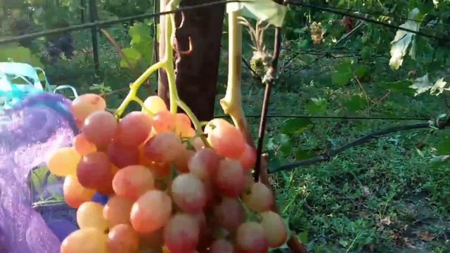 Очень красивая и вкусная новая форма винограда и др. 13 августа 2023. Виноградник Щереденкова В. А