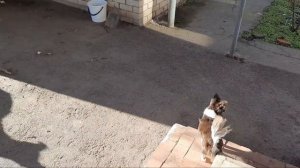 Переезд на юг. Вот и весна пришла на Кубань#переездвдеревню #деревня #куры #переезднаюг