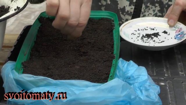 Лук-порей в средней полосе. Сеем семена смотреть онлайн