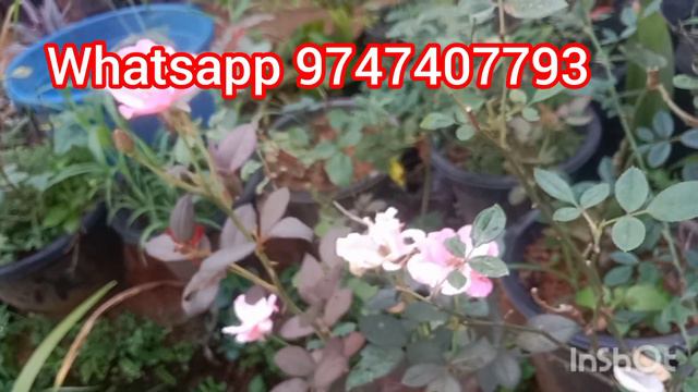 Rose cuttings 10 രൂപ മാത്രം / online sale смотреть онлайн