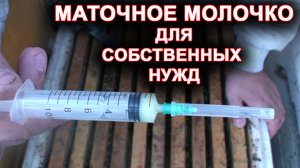 Маточное молочко. Собираю для жены и деток.