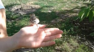 Птенец у нас дома. Как мы спасли птенца