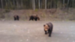 МЕДВЕДИ Северо-Енисейск