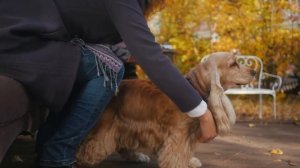 Кокер Спаниель ➠ Узнайте все о породе собаки