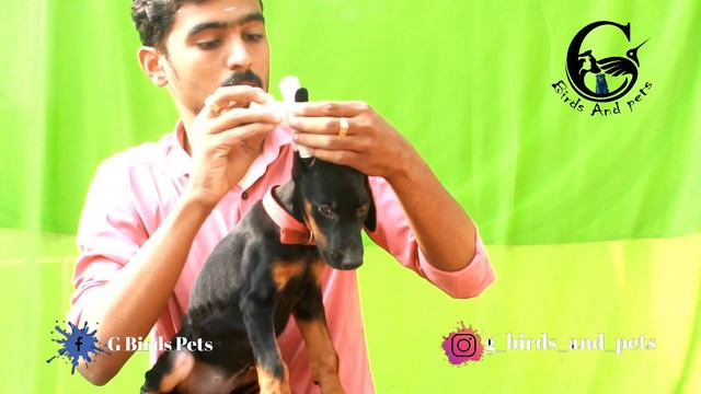 Doberman ear cropping tamil g birds and pets subcribe ✨ смотреть онлайн
