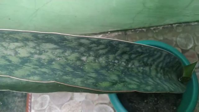 Sansevieria raffilii var. Glauca смотреть онлайн