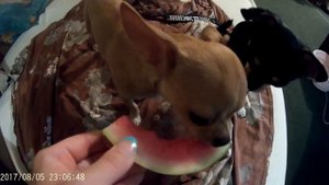 ЧИХУАХУА (Chihuahuа) ПРОТИВ АРБУЗА