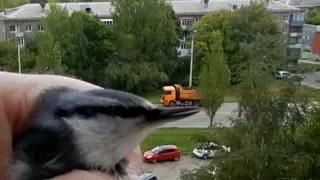 Птичка-невеличка залетела в дом, испугалась птичка находиться в нём. смотреть онлайн