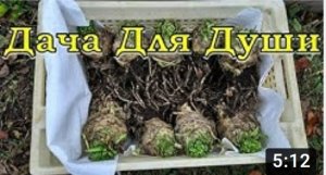 ГДЕ и КАК правильно хранить СЕЛЬДЕРЕЙ????