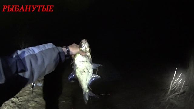 Чудо-Озеро Удомля. Вперёд за Сомиками. Рыбалка 2022. фидер 2022 смотреть онлайн