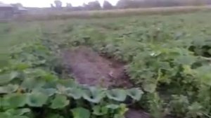 Наша тыква в деревне  через два месяца после посадки .