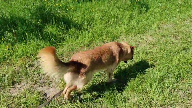 Лилу. Лесной приют смотреть онлайн