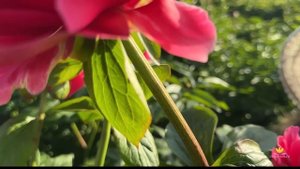 О новинках пионов и не только / Сад Ворошиловой