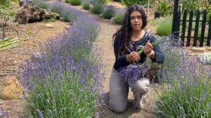 Cosechando Y Secando Lavanda Y Consejos de Crecimiento! 🌿✂️💚 Nuestro jardín