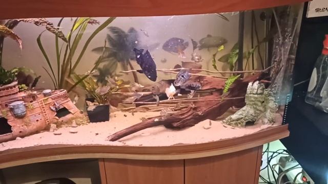 Правильное Кормление рыб. Мидии. Самый полезный корм для рыбок. Лучший корм для аквариумных рыб.