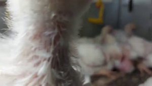 Южная Корона против Микс Лайна. Бройлер Смена 9.