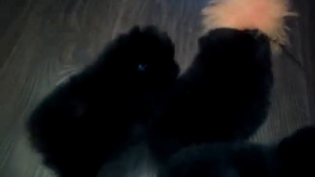 Клуб сморлики --- щенки померансового шпица "медвежонок"