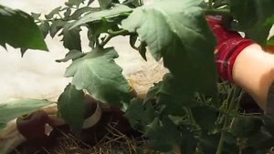 Не забываем о калийных подкормках.Обзор томатов в теплице на 13.06.2020