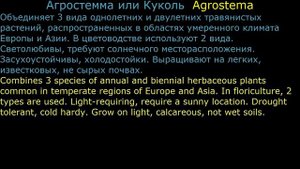#Авран #Агапантус #Агростемма #Аденофора Цветы садовые5 Декоративные растения