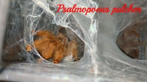 Новое разведение птицеедов на ферме птицеедов. Psalmopoeus pulcher.