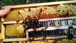 Изолятор для матки. Ноябрь.