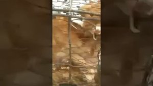 Китай.  Породистые собаки идут на мясо.
