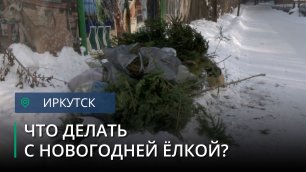 Как сдать живую новогоднюю елку на переработку в Иркутске
