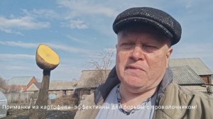 Предлагаем самые эффективные средства борьбы с проволочником!