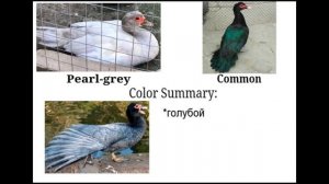 КАЛЬКУЛЯТОР ЦВЕТОВ МУСКУСНОЙ УТКИ