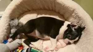 Щенок бостон терьера, 2,5 месяца