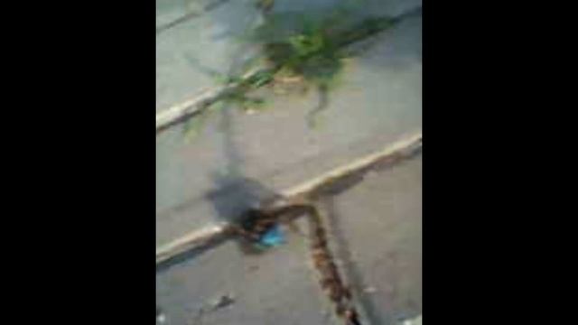 Поймали тарантула! Как поймать паука! смотреть онлайн