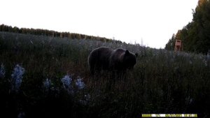 Охота на медведя на овсах, ранний выход!