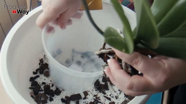 После Этого Даже Старые Цветы В Старой И Пустой Земле Или Хилые Оживают И Цветут! смотреть онлайн