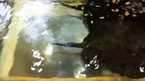 Столько рыб вы ещё не видели! Экскурсия по океанариуму Екатеринбурга #океанариум #вода #рыбы