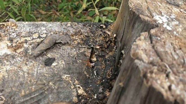 Загадочное и опасное насекомое