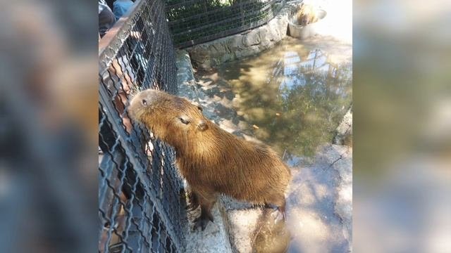 капибара
