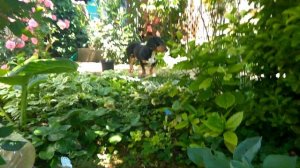 ЭКО ФУС.  Подкормка хост.