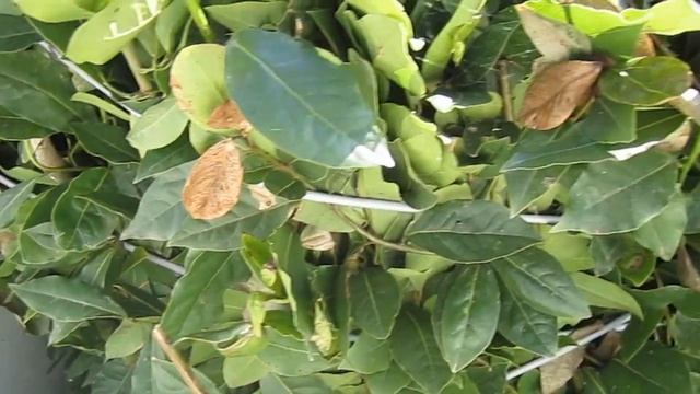 как сохранить лавровый лист зимой смотреть онлайн