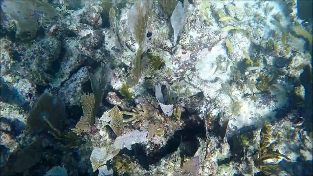 Карибское море, подводный мир! /Caribbean Underwater World!