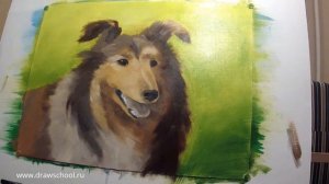 Как нарисовать собаку масляными красками (рисуем колли)