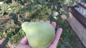 Августовская груша. Крупные и сочные груши.