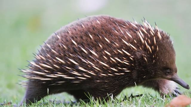 Первозвери (зоология) смотреть онлайн