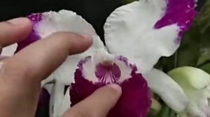 Cattleya White Spark
