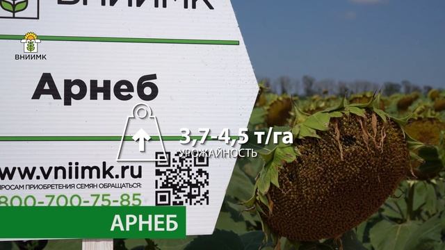 Гибриды и сорта подсолнечника, представленные ФГБНУ ФНЦ ВНИИМК на дне поля (пос. Новоберезанский)