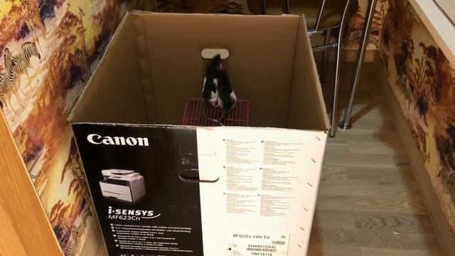 Временное жилье для крысят. Пока пролезают через прутья большой клетки смотреть онлайн