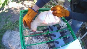 Как ощипать бройлера за 50 секунд