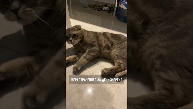 Почему котики шумят по ночам?